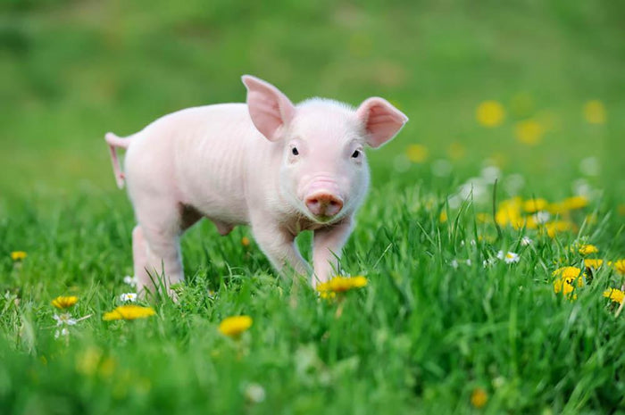 Young funny pig Wall Mural Wallpaper
