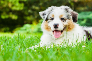 Young puppy lying on fresh green grass in public park Wall Mural Wallpaper - Canvas Art Rocks - 1