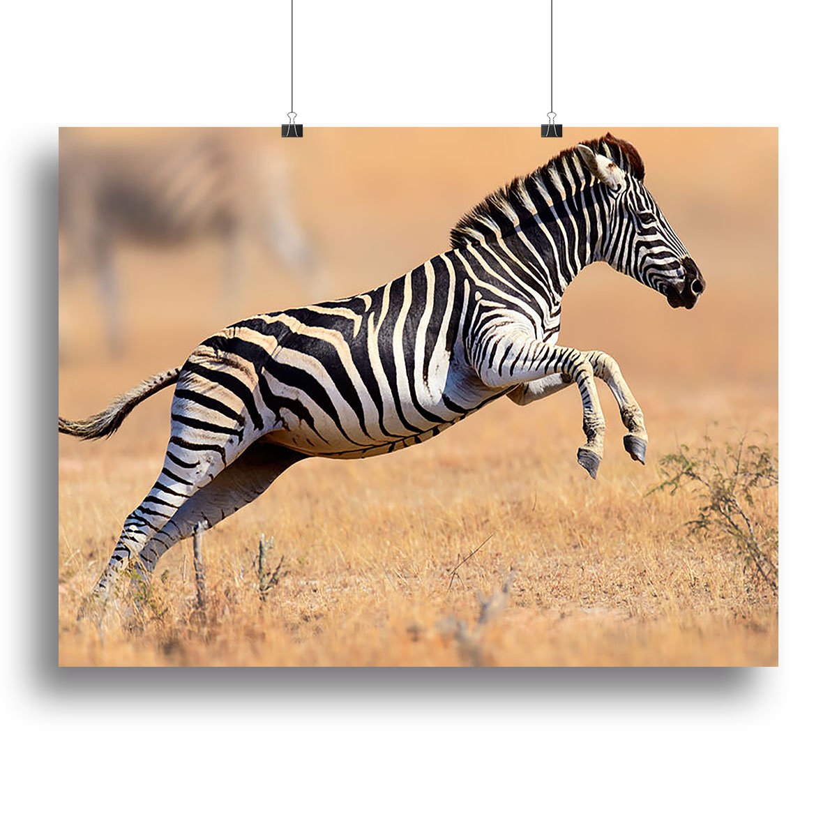 Zebra Canvas Print or Poster