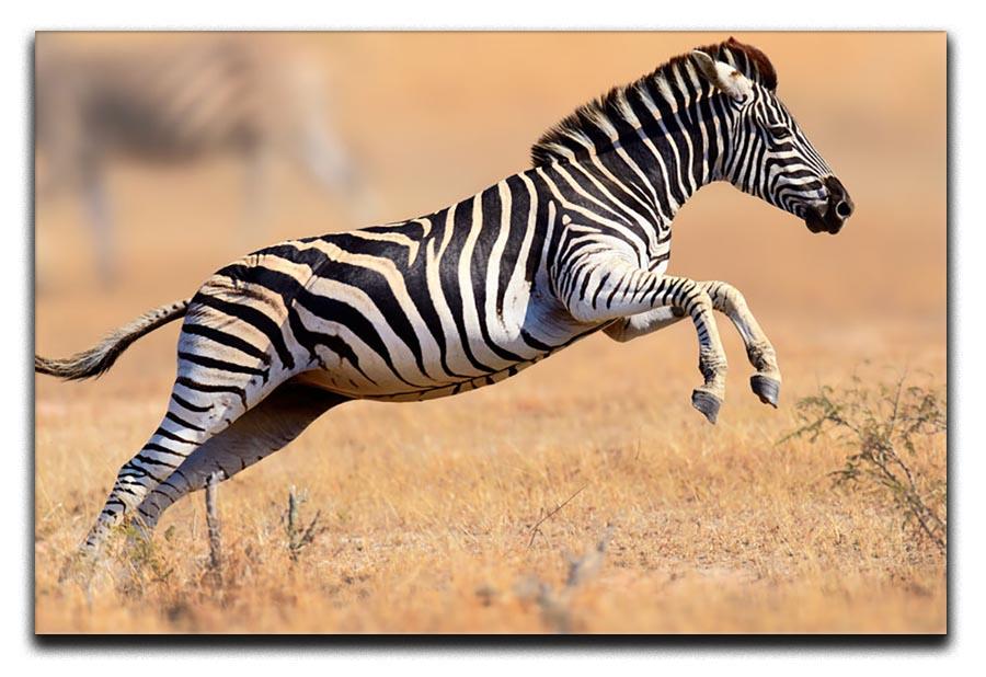 Zebra Canvas Print or Poster - Canvas Art Rocks - 1