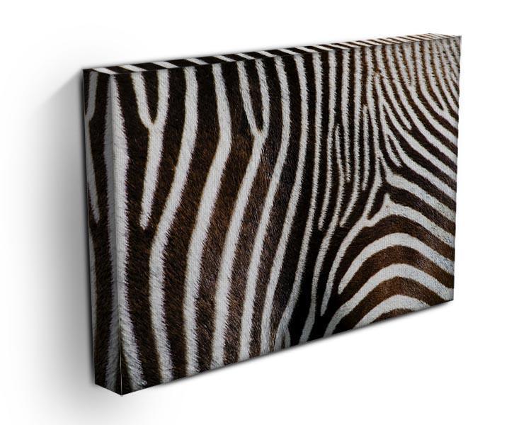 Zebra Fur Canvas Print or Poster - Canvas Art Rocks - 3