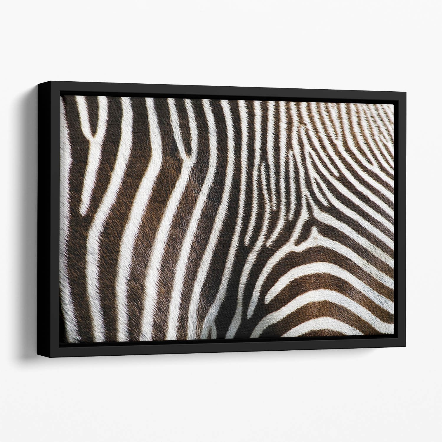 Zebra Fur Floating Framed Canvas