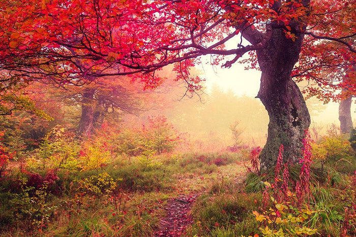 autumn trees in forest Wall Mural Wallpaper
