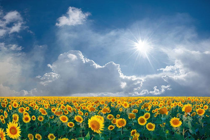big sunflowers field and blue sky Wall Mural Wallpaper