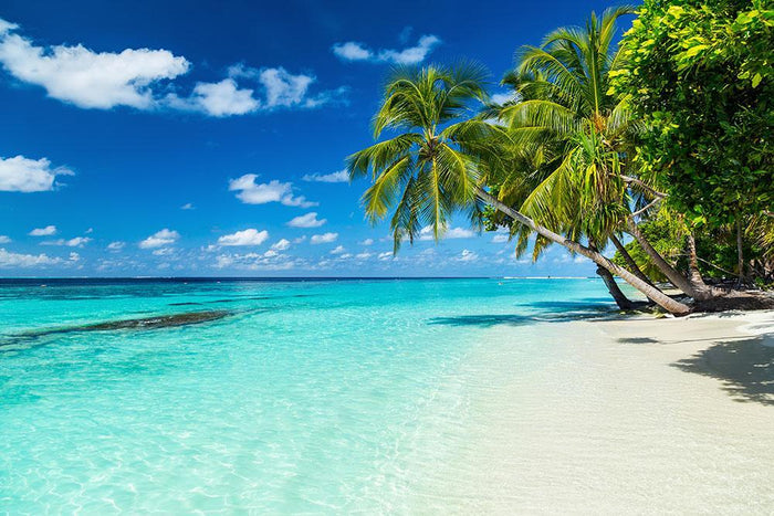 coco palms on paradise beach Wall Mural Wallpaper