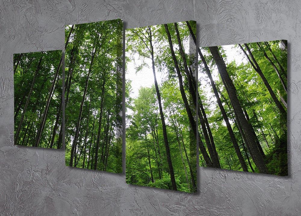 deciduous forest 4 Split Panel Canvas  - Canvas Art Rocks - 2