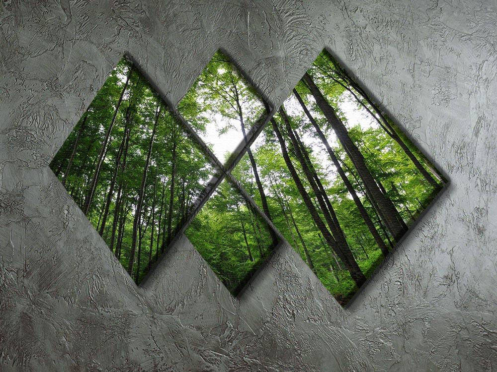 deciduous forest 4 Square Multi Panel Canvas  - Canvas Art Rocks - 2