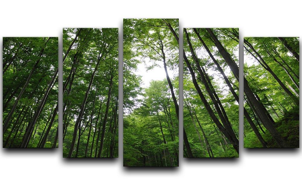 deciduous forest 5 Split Panel Canvas  - Canvas Art Rocks - 1