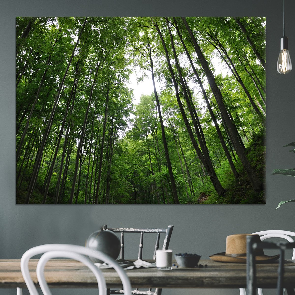 deciduous forest Canvas Print or Poster