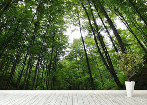 deciduous forest Wall Mural Wallpaper - Canvas Art Rocks - 4
