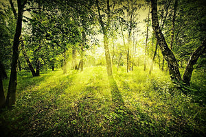 deep forest on summer morning Wall Mural Wallpaper - Canvas Art Rocks - 1