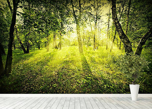 deep forest on summer morning Wall Mural Wallpaper - Canvas Art Rocks - 4