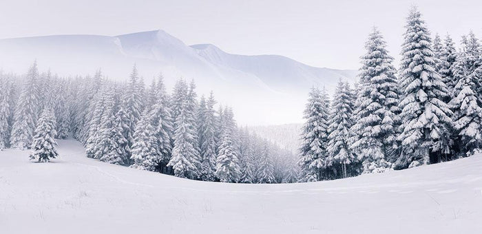 foggy winter landscape Wall Mural Wallpaper
