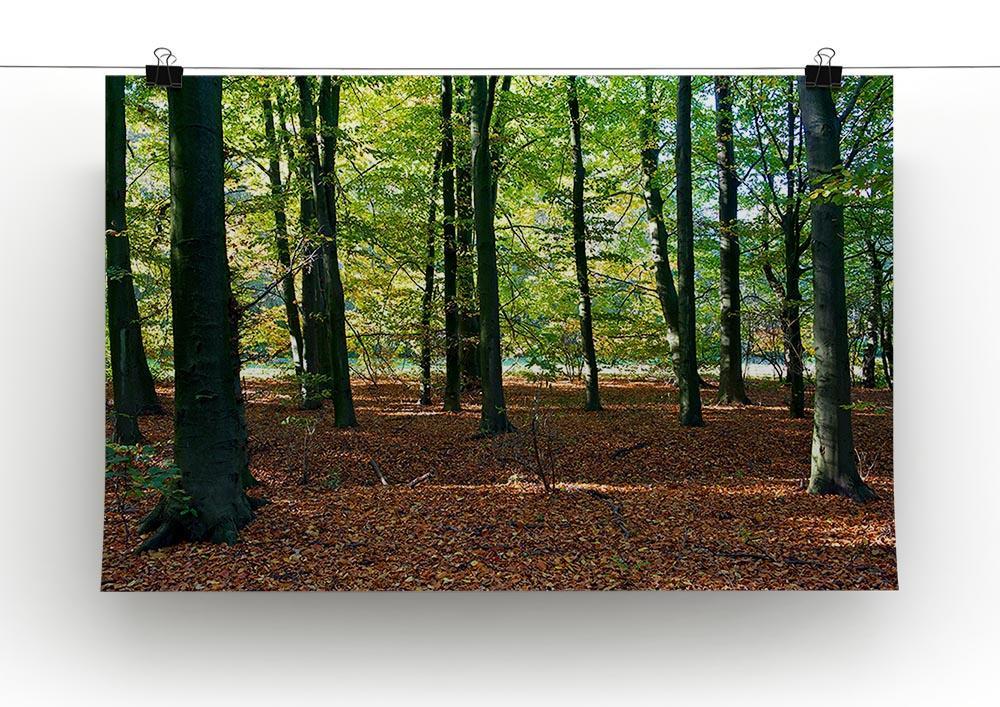 forrest edge in autumn Canvas Print or Poster - Canvas Art Rocks - 2