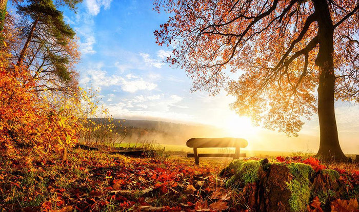landscape with the sun warmly illumining Wall Mural Wallpaper
