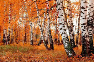 orange birch grove Wall Mural Wallpaper - Canvas Art Rocks - 1