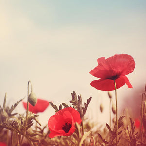 poppy flowers vintage Wall Mural Wallpaper - Canvas Art Rocks - 1
