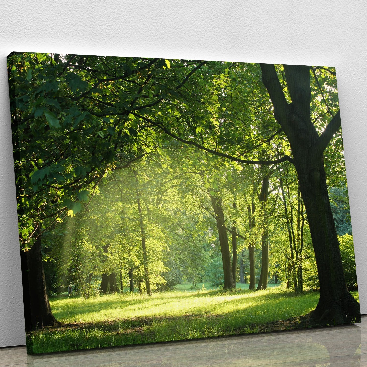 trees in a summer forest Canvas Print or Poster