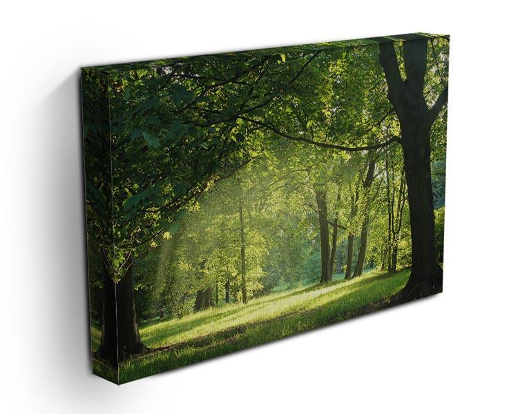 trees in a summer forest Canvas Print or Poster - Canvas Art Rocks - 3