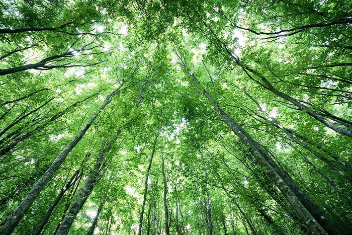 trees meeting eachother at the sky Wall Mural Wallpaper