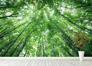 trees meeting eachother at the sky Wall Mural Wallpaper - Canvas Art Rocks - 4